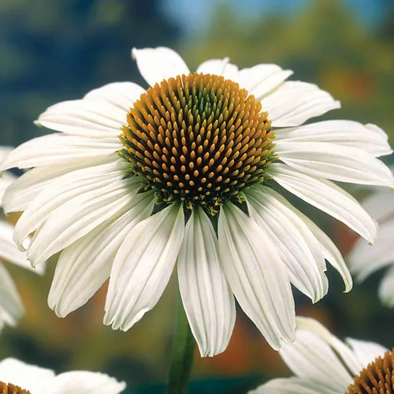 echinacea_white_swan__3_.webp