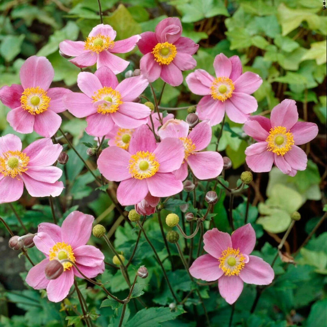 Anemone Hupehensis Splendens - Deluxe XL 3Lt Pot