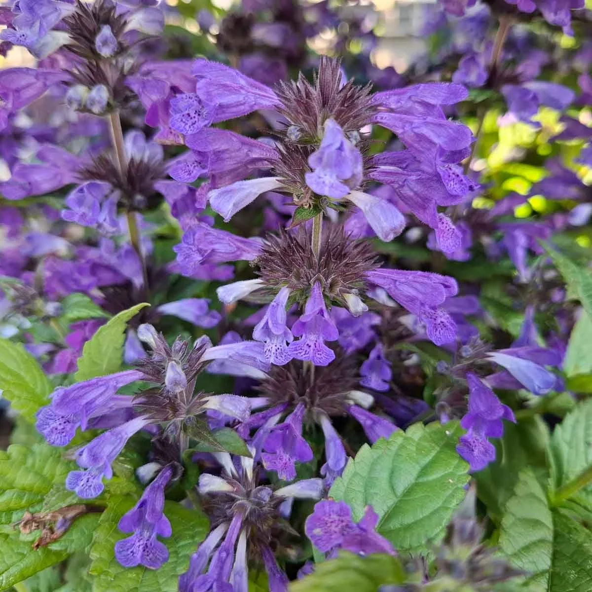 nepeta_neptune_20250809_083103.jpg