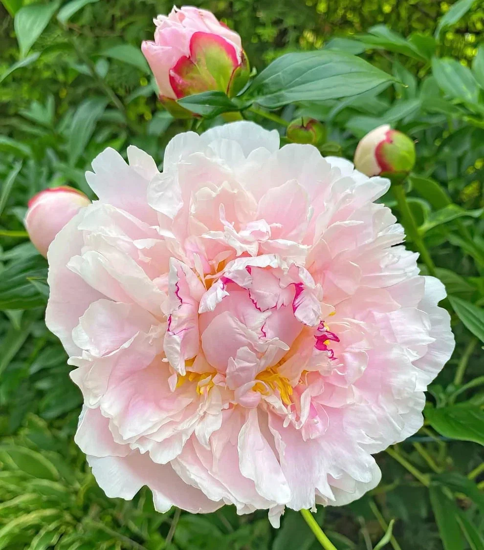 Peony Raspberry Sundae - 3Ltr Pot