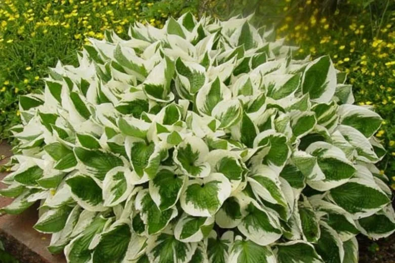 hosta-brim-cup-780x520.webp