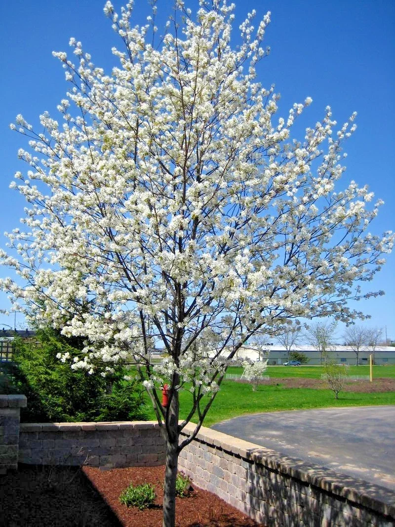 Amelanchier Alnifolia Greatberry - 3Ltr Pot