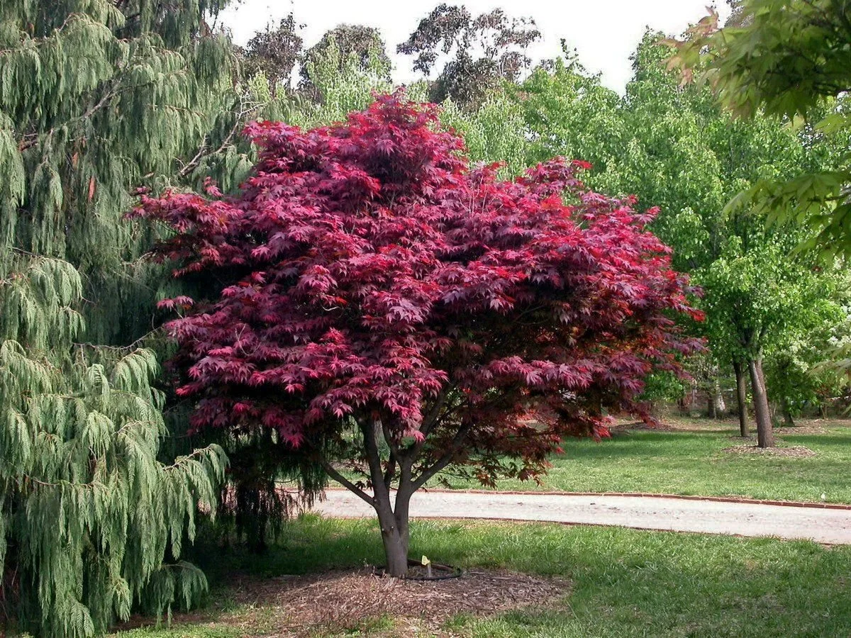 acer-palmatum-atropurpureum-1157.jpg