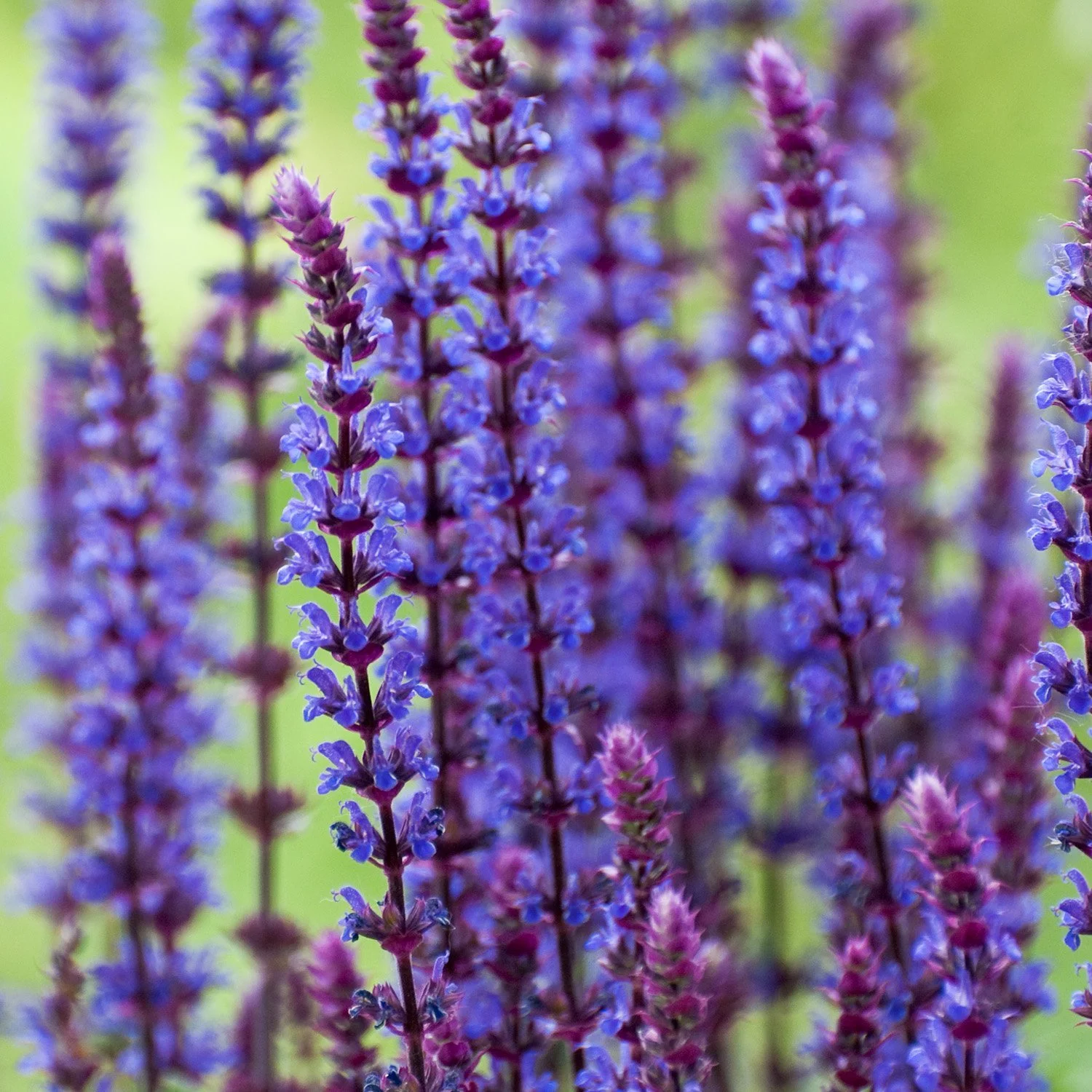 Salvia-nemorosa-Caradonna.jpg