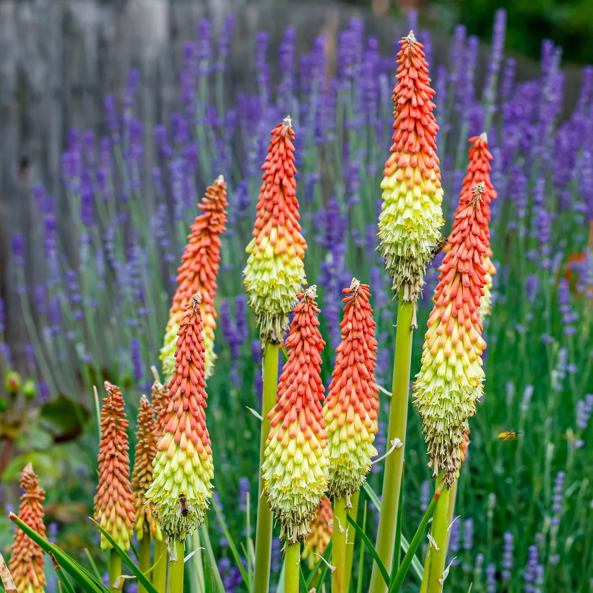 RedHotPoker_1200x.webp