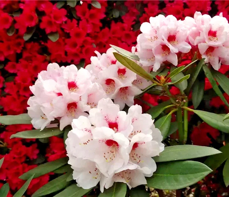 Rhododendron Praevernum Osterschnee - 4Ltr Pot