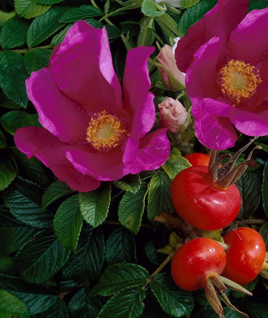 Rosa_rugosa_0001821__24981.1623343431.1280.1280__55325.jpg