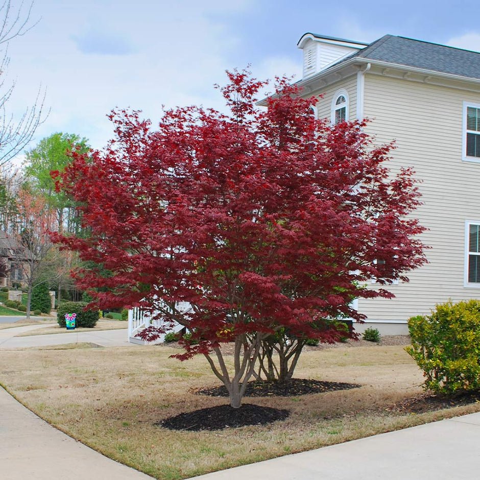Acer Palmatum Red Emperor Japanese Maple - XL Large 3Lt Pot