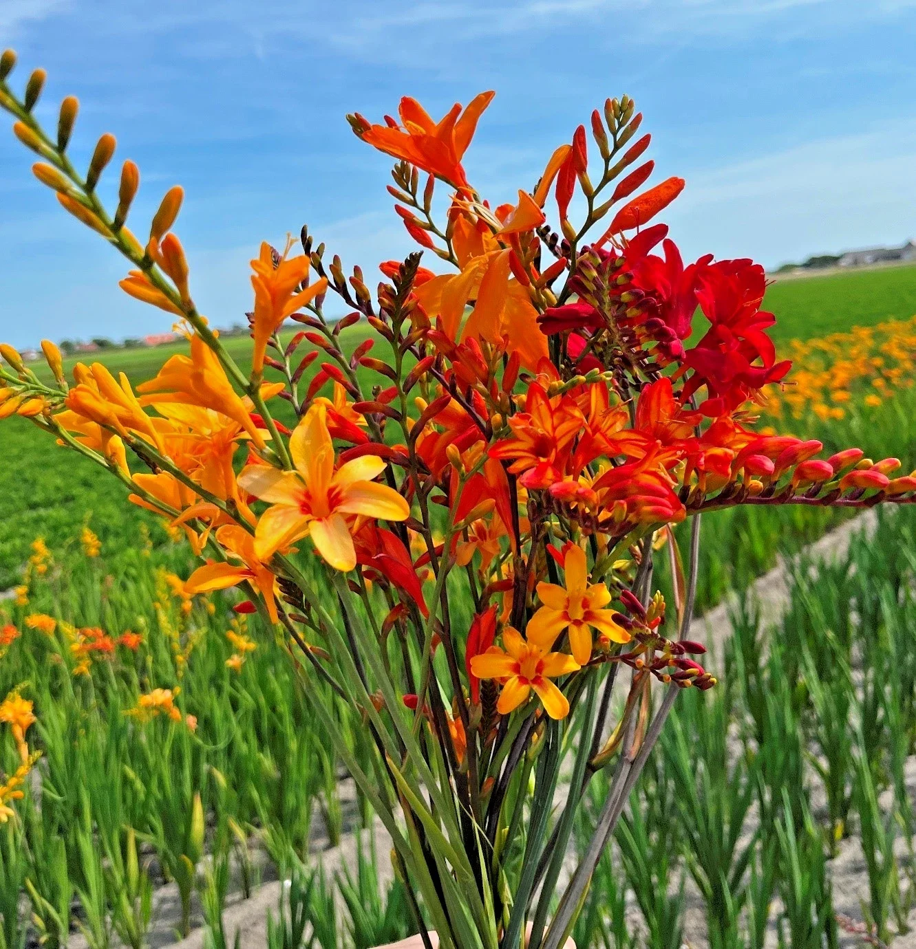 Crocosmia Warm Mix - 3Ltr Pot