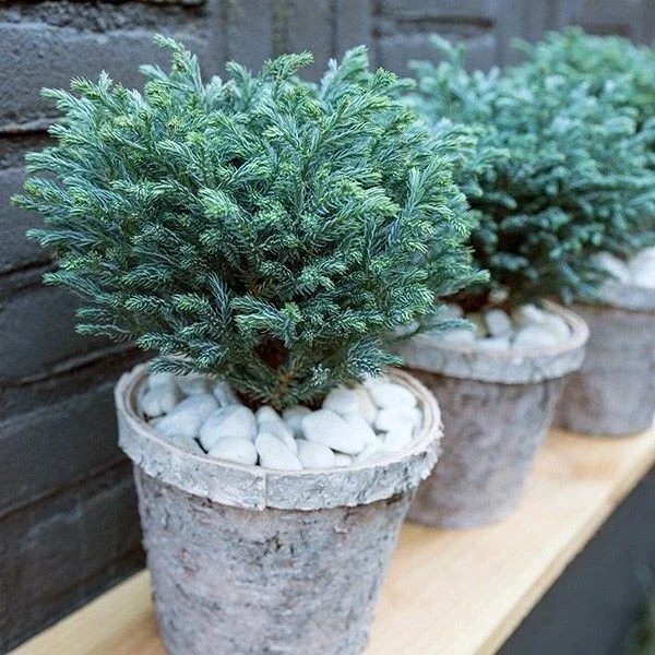 Chamaecyparis Baby Blue Sawara Cypress New - 3Ltr Pot