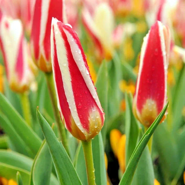 8x Tulip Dwarf The First - 2Ltr Pot