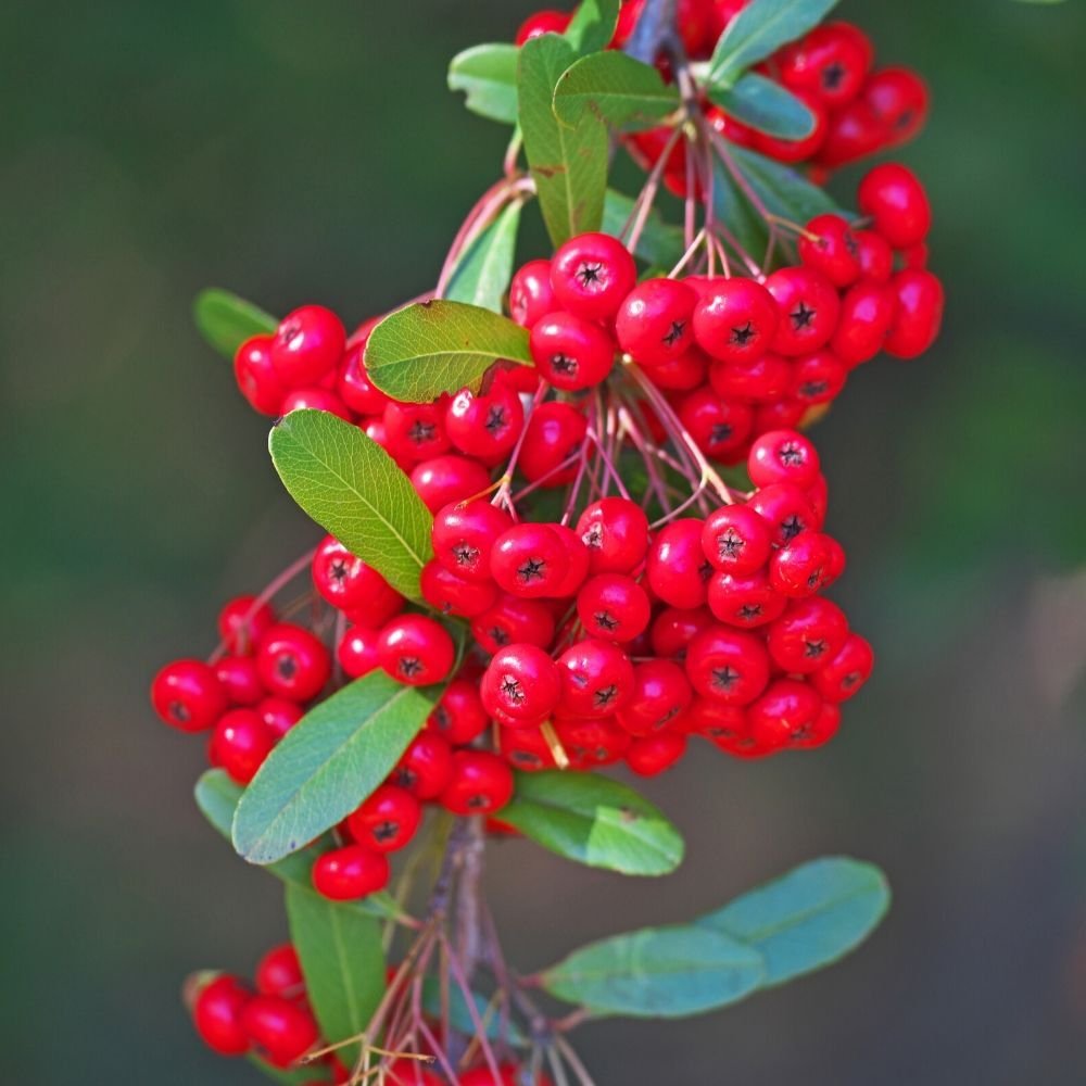 _p_y_pyracantha_-_red_4_.jpg
