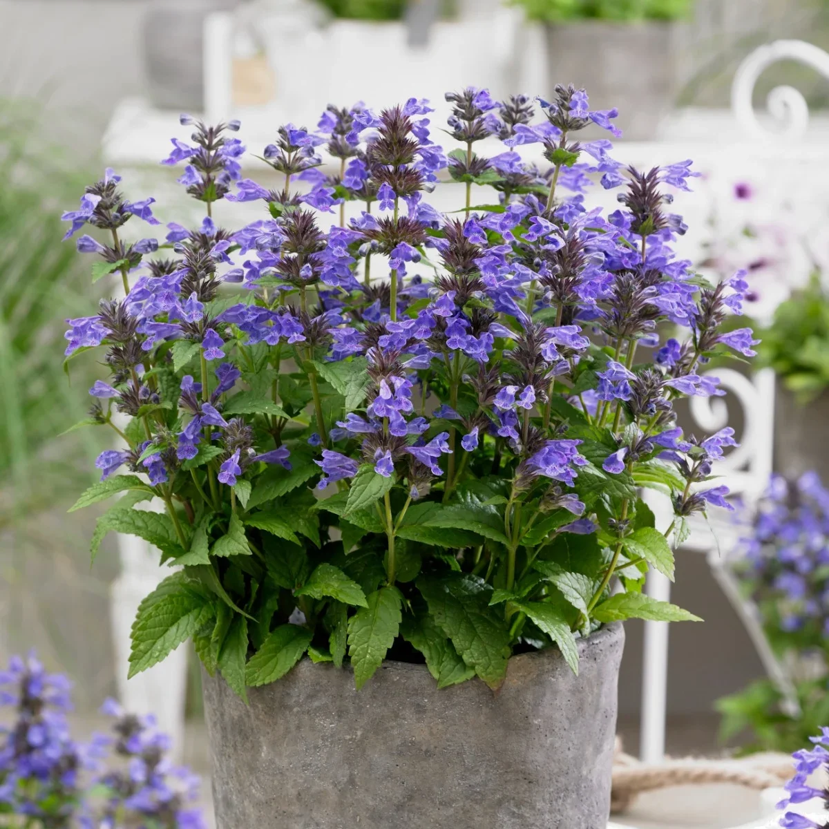 nepeta-kubanica-grossbluetige-katzenminze-neptune-vf_ii-sk.webp