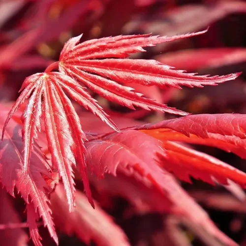 japansk-ahorn---acer-palmatum-firecracker-fit-500x500x80.webp
