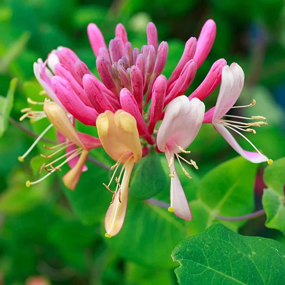 Lonicera Chic et Choc Dwarf Honeysuckle - 3Ltr Pot