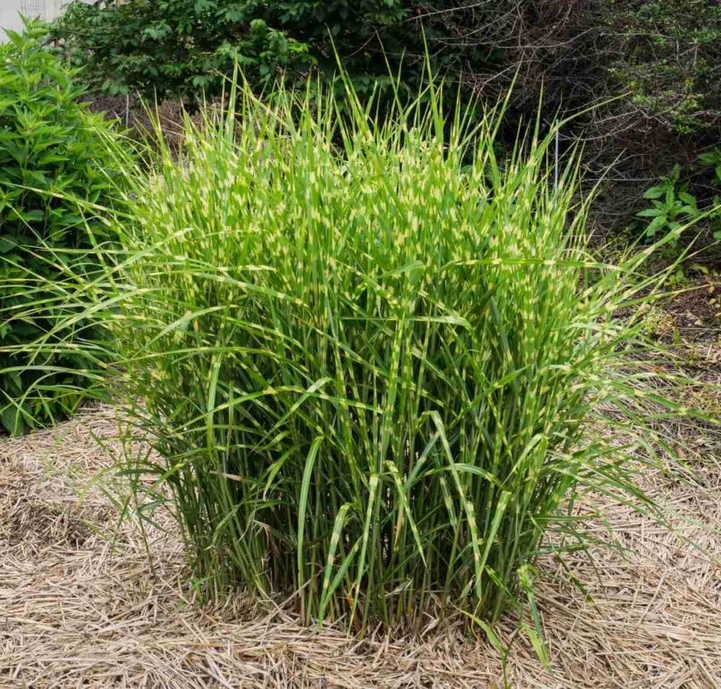 chinese-reed-winter-care-1024x979.jpg