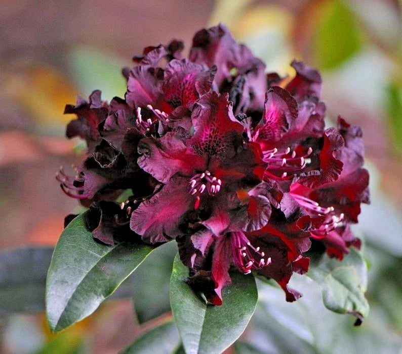 Rhododendron Black Widow Rare - 4Ltr Pot