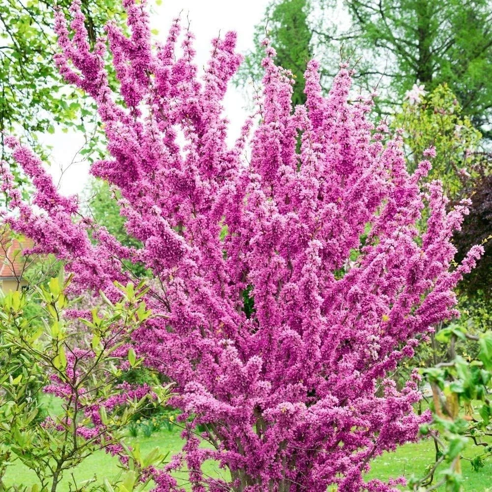 Cercis Chinensis Avondale Redbud - 3Ltr Pot