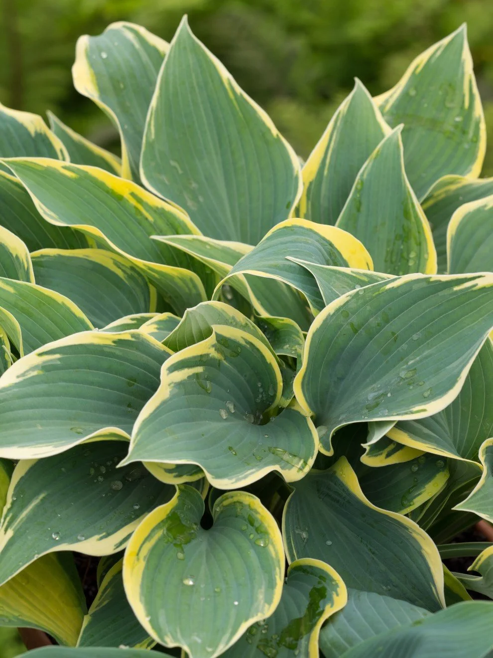 Hosta-First-Frost-low-for-web.jpg