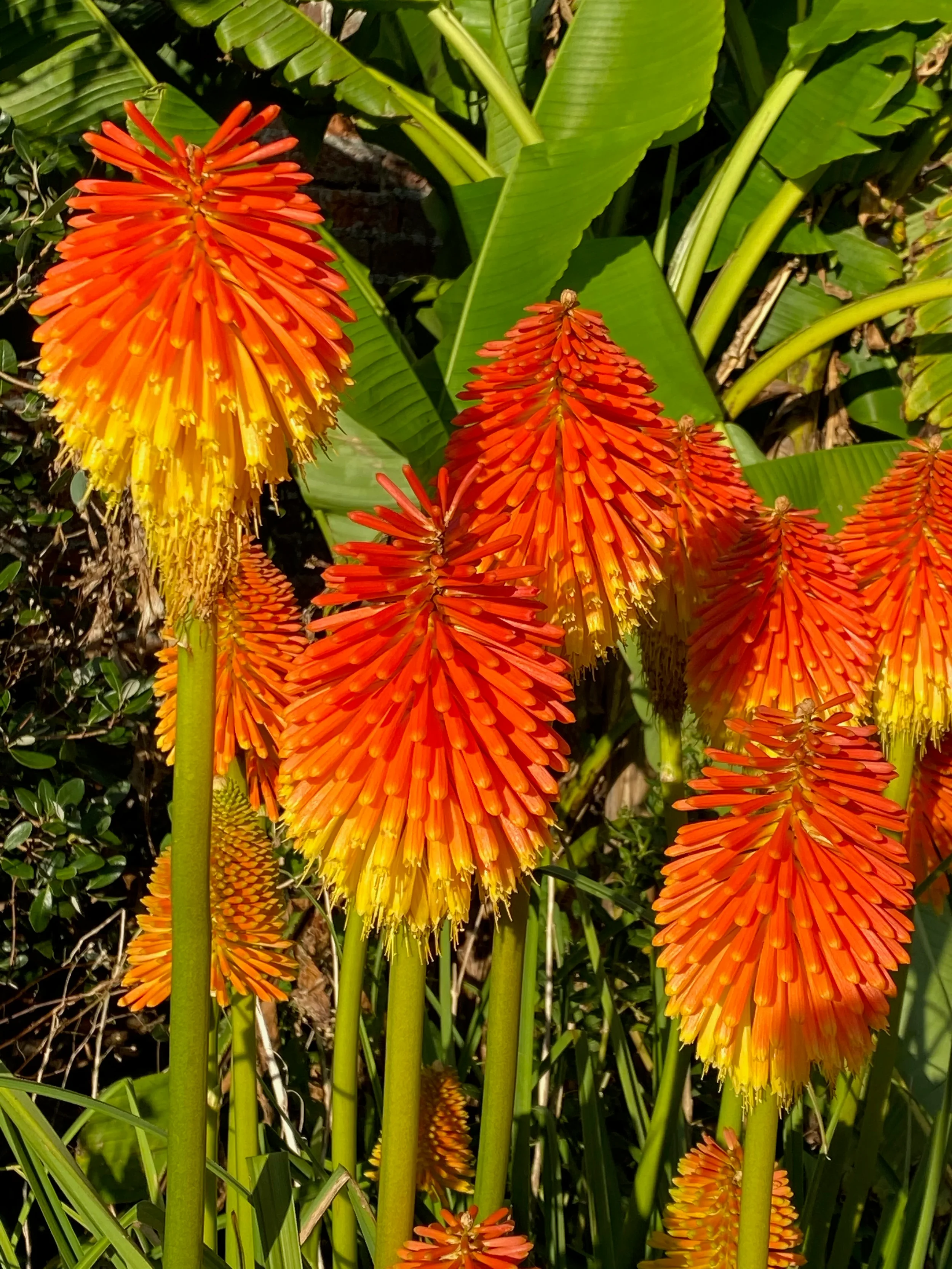 Kniphofiarooperi2.webp