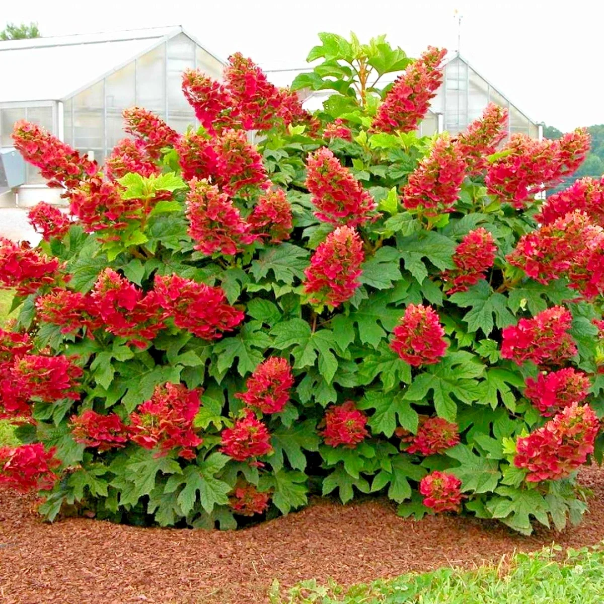 Hydrangea Quercifolia Ruby Slippers - 3Ltr Pot