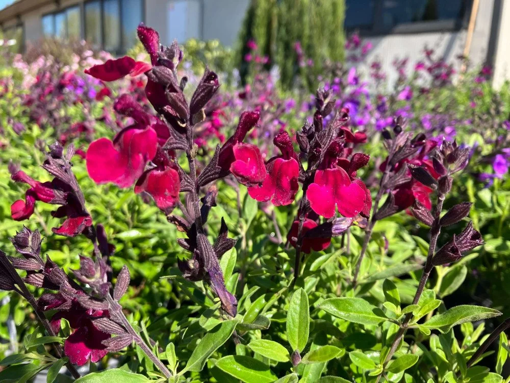 salvia-x-jamensis-magical-zambesi.jpg