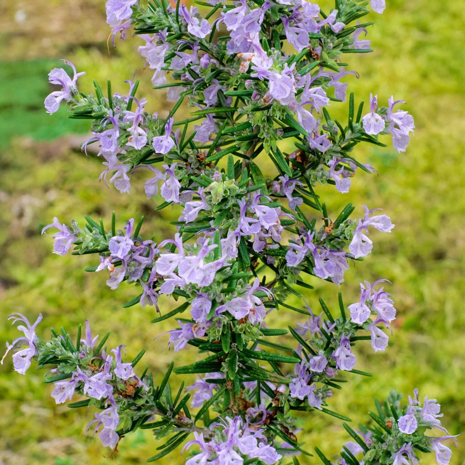 Rosemary Miss Jessop's Upright - 3Ltr Pot
