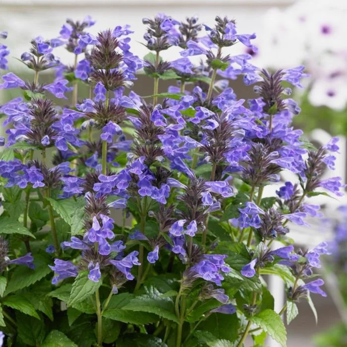 nepeta-kubanica-grossbluetige-katzenminze-neptune-vf_i-sk.jpg