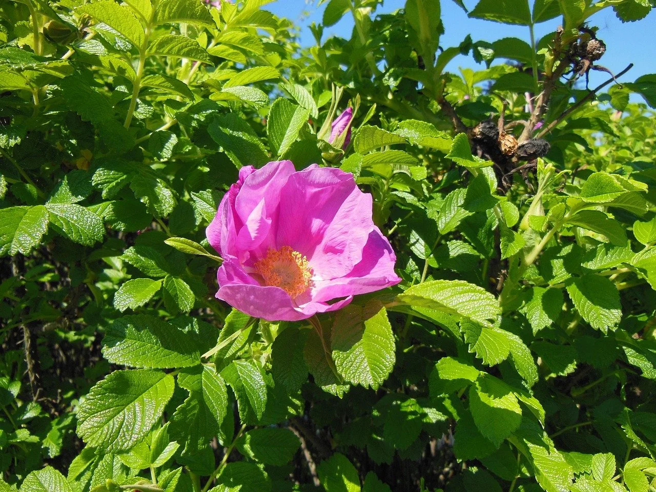 rosa-rugosa-115785_1280.jpg
