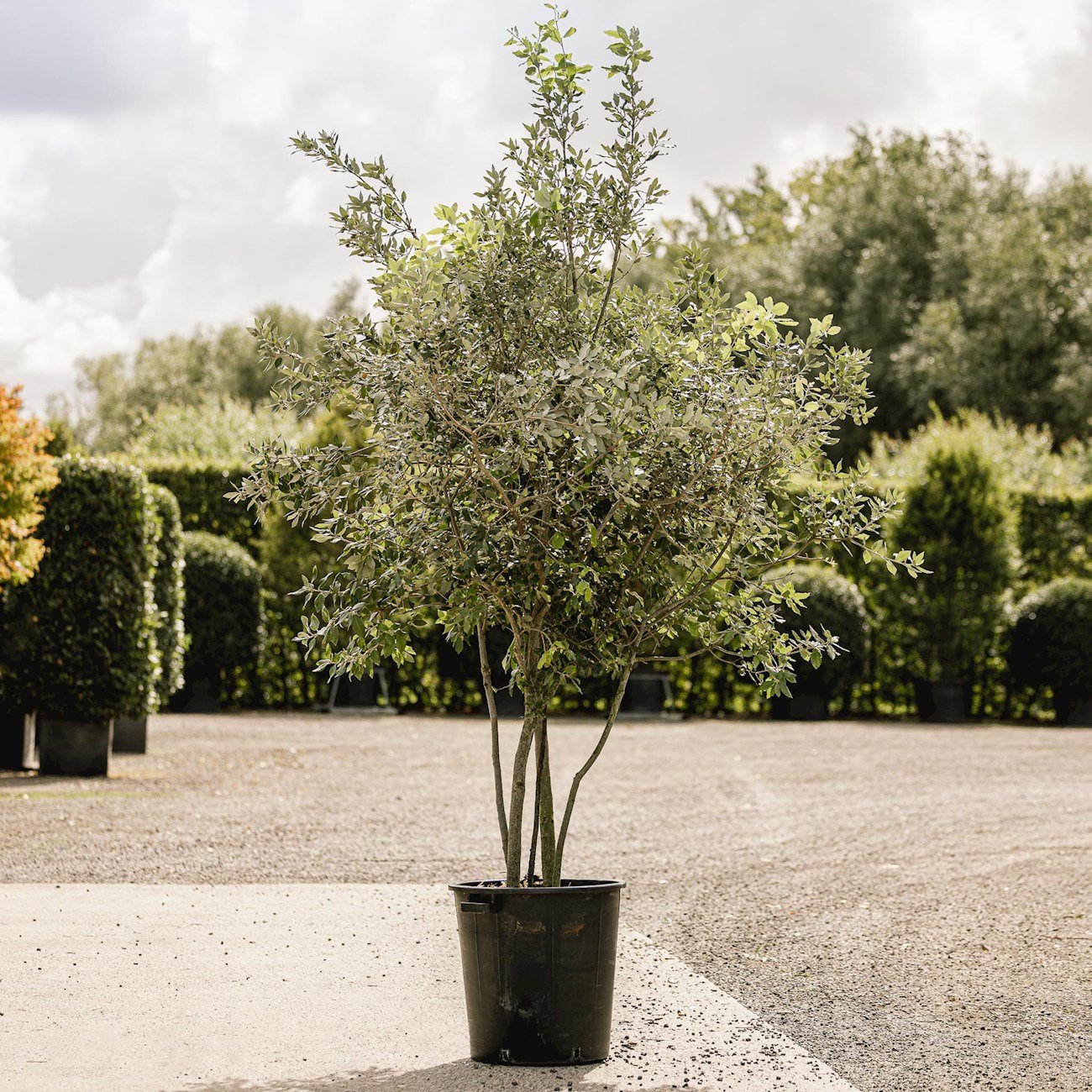 Quercus-ilex_groot_231c59e3-4649-4151-8218-5246411d37ef.jpg