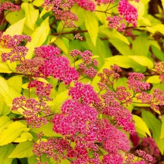 Spiraea Japonica Goldflame - 3Ltr Pot