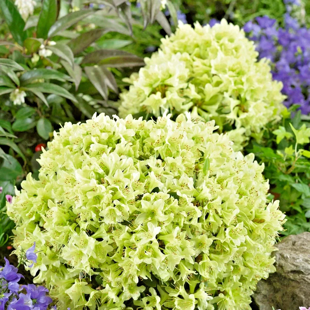 Rhododendron Shamrock - 3Ltr Pot