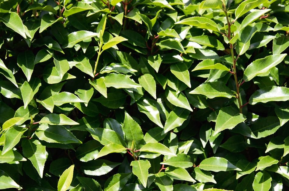38704-192prunus-lusitanica-angustifolia-detail-1 (1).jpg