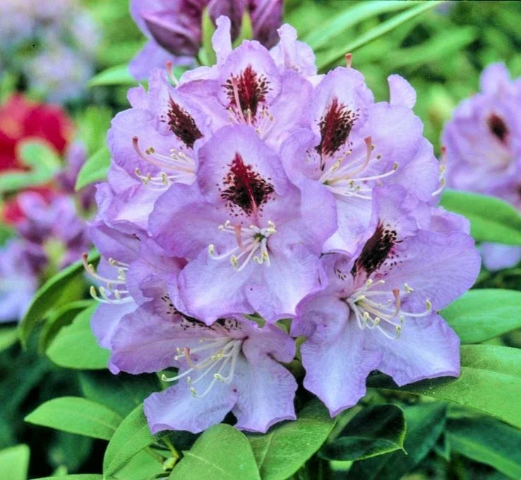 Rhododendron Blue Jay Rare - 4Ltr Pot