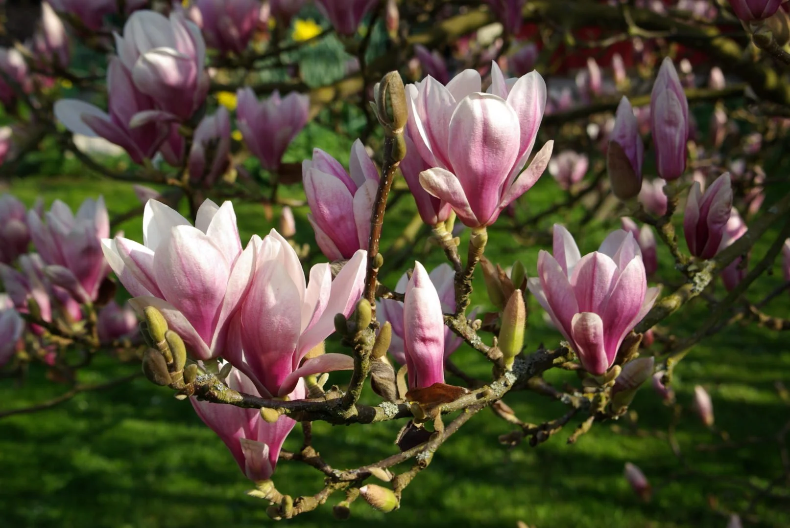 Magnolia_×_soulangeana_BW_1.jpg
