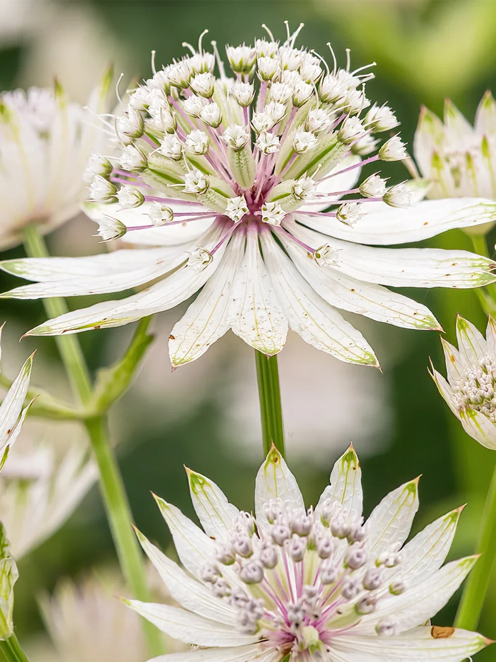 Astrantia_Major_Superstar-2.webp