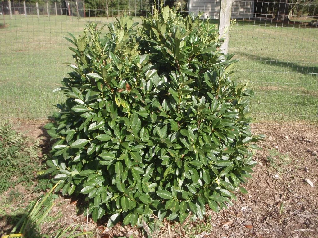 Prunus_laurocerasus__1V5WpiSZVIKI.jpg