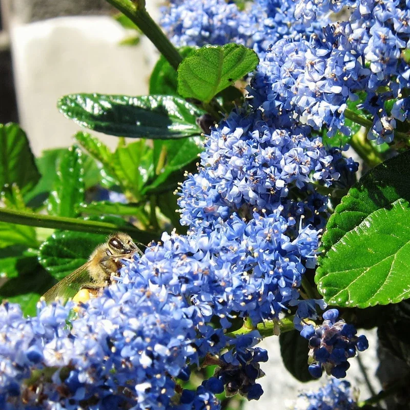 SHR0012-2_800x.webp