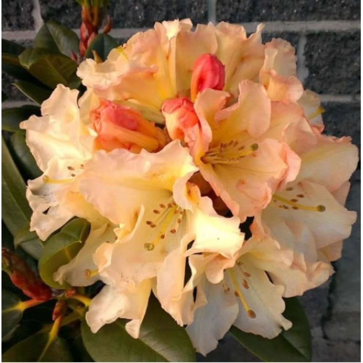 rhodo-horizon-monarch.jpg