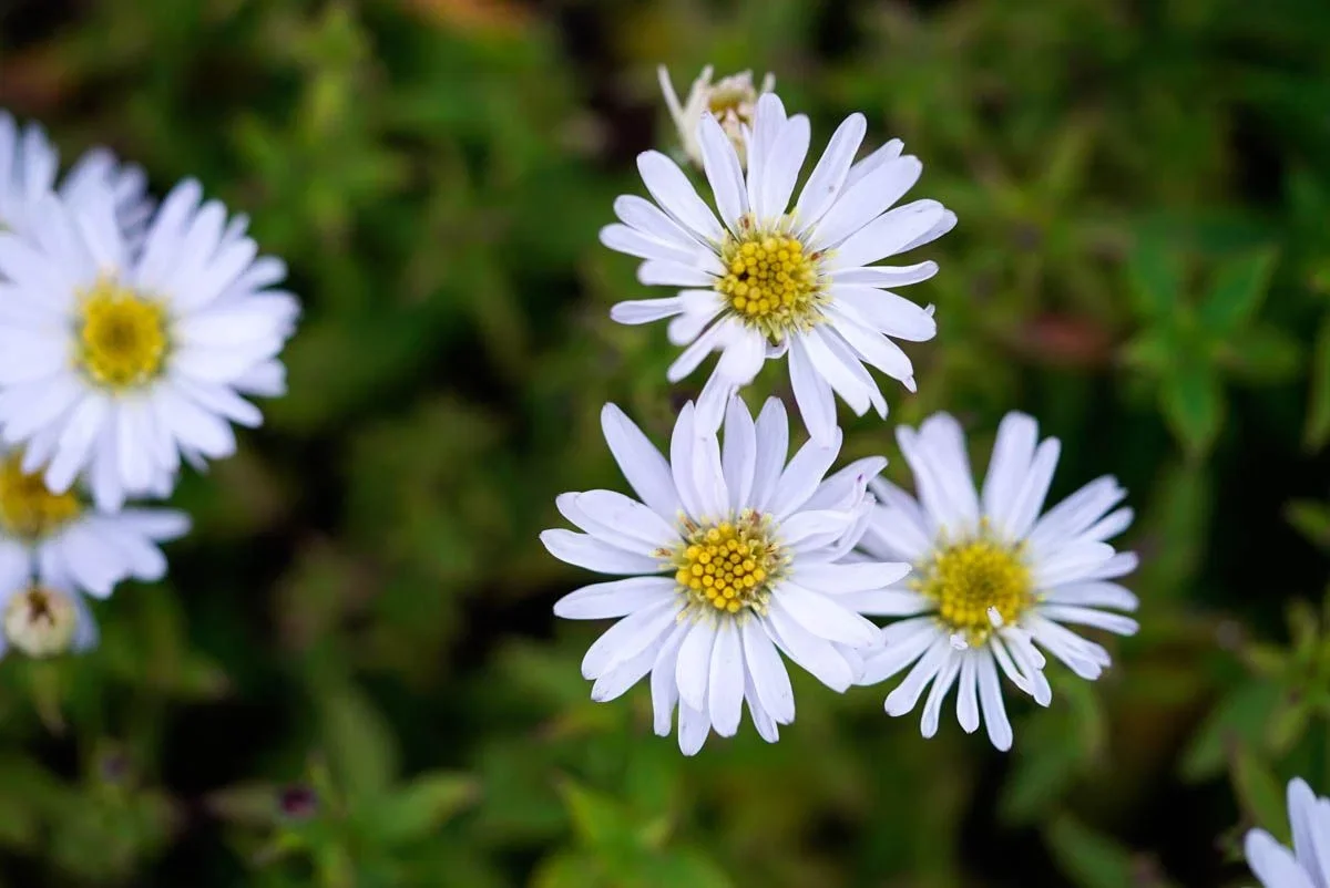62552-kissen-aster-schneekissen-10-2022-ls-Trox-8-8-2_origin_img.webp