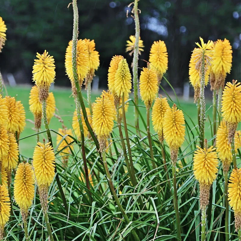 Sunningdale_yellow_708244333.SHUT_800x.jpg