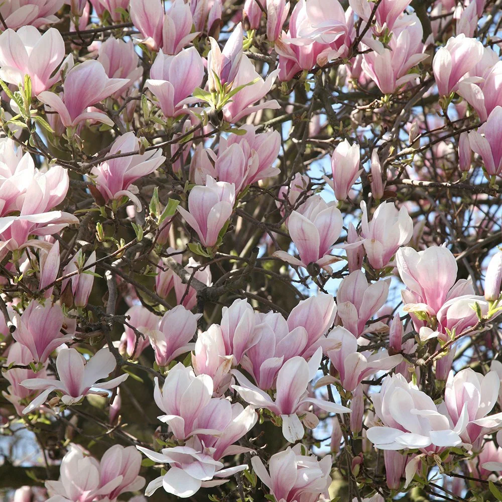 pl0000004146_card4_lg.webp