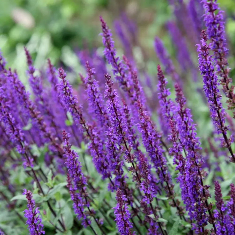 pl2000006629_card6_lg.webp