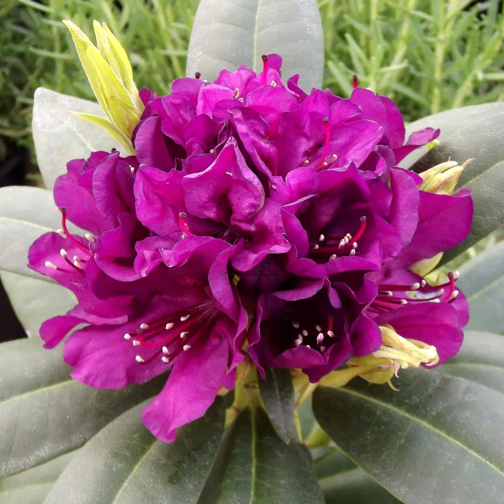 Rhododendron Polar Night - 4Ltr Pot