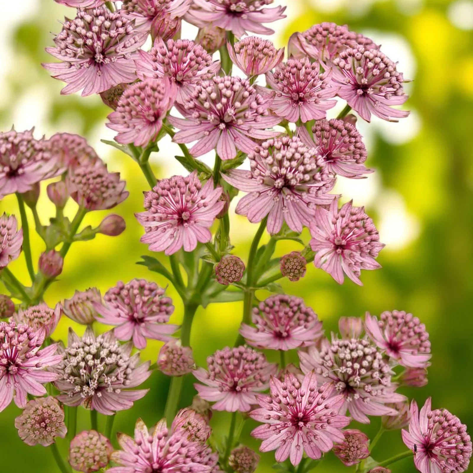 ASTRANTIAPNKPRDE-astrantiapinkpride-image1.webp