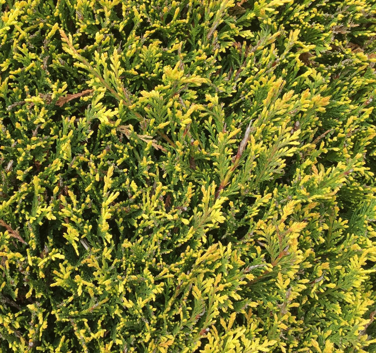 castelwellan-gold-hedge-foliage-detail.jpg
