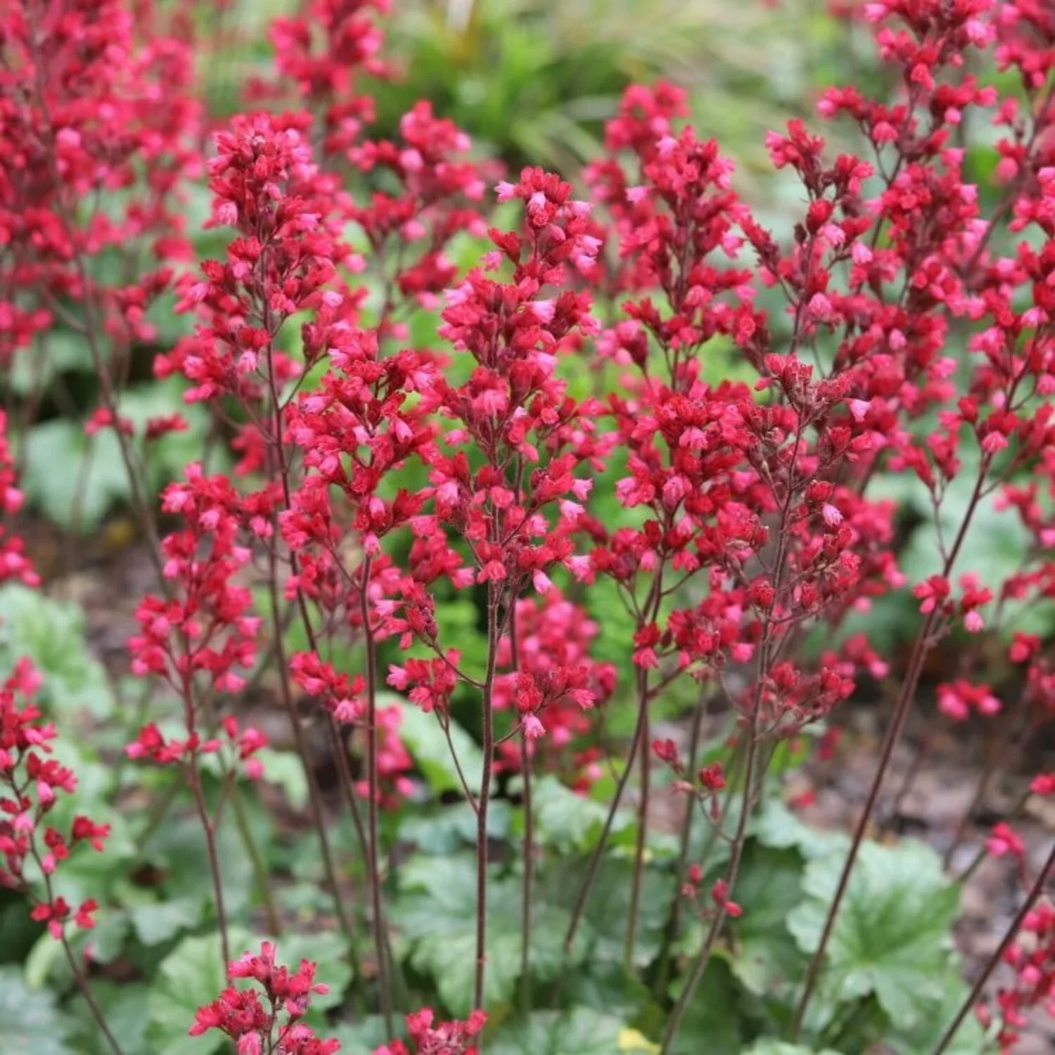 purperklokje-heuchera-sanguinea-leuchtkaefer (1).webp