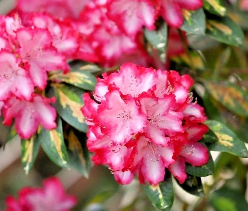 Rhododendron President Roosevelt Rare - 4Ltr Pot