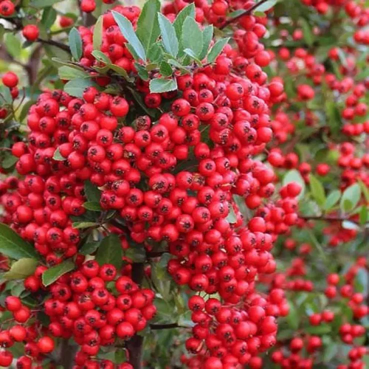 pyracantha-coccinea-red-column-1-4c206ead.webp