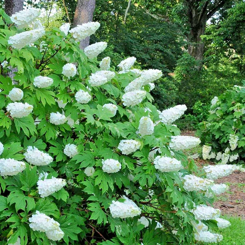Hydrangea Quercifolia Snow Queen Oak - 3Ltr Pot